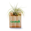 Customized Air Plant