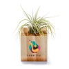 Customized Air Plant