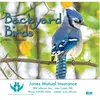 Backyard Birds Wall Calendar: 2024 Stapled