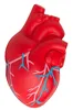 Anatomic Heart with Veins Stress Reliever