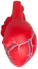 Anatomic Heart with Veins Stress Reliever