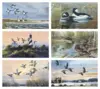 Custom North American Waterfowl Calendar