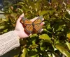 Customized Butterfly Orange