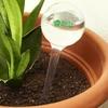 Evergreen Self-Watering Globe