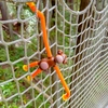 Monkey Bendy Man