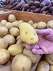 Promotional Potato Stress Reliever