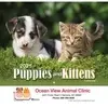 Puppies & Kittens Wall Calendar: 2025 Stapled