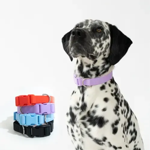 Springer Dog Collar