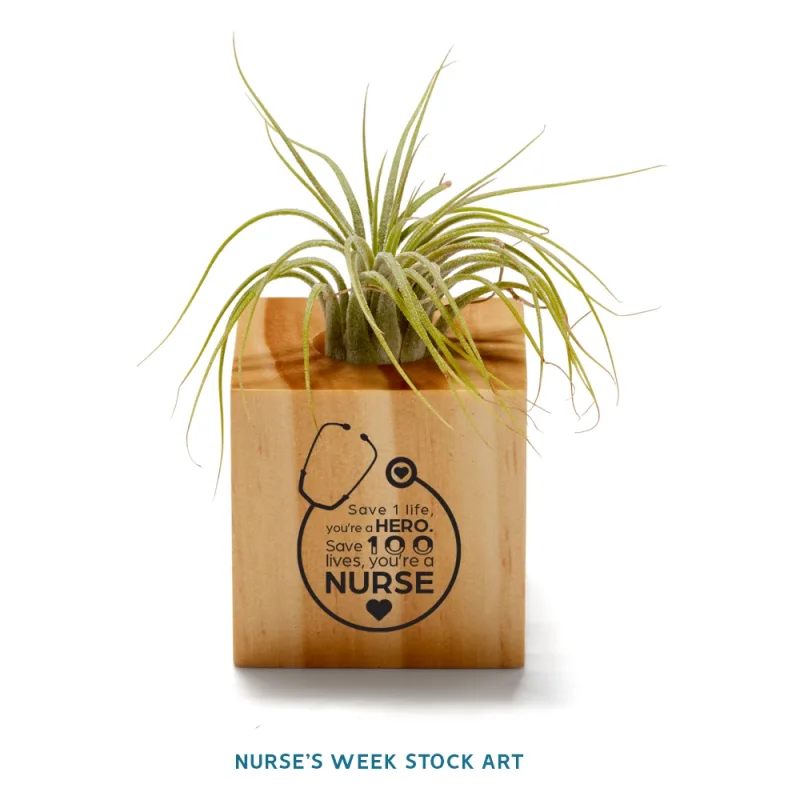 Customized Air Plant — view 4