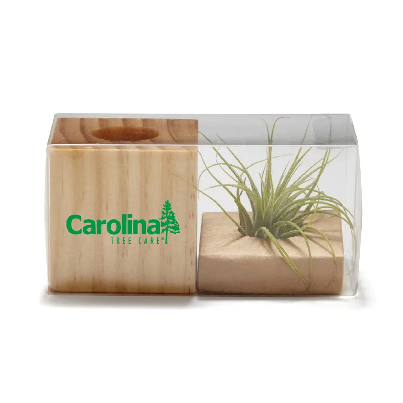 Customized Air Plant — view 3