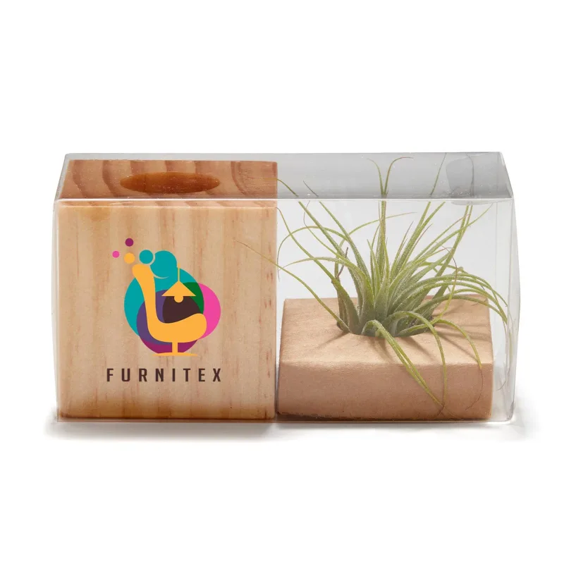 Customized Air Plant — view 5