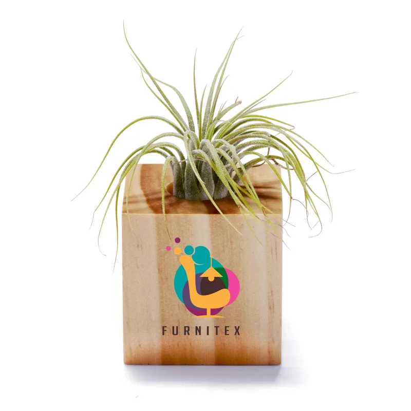 Customized Air Plant — view 6