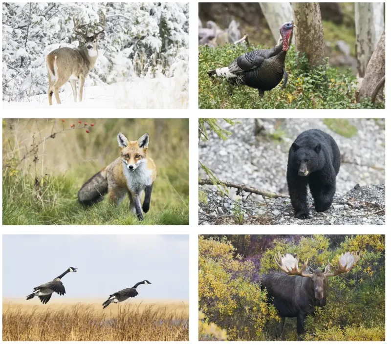 Custom Wildlife Calendar — view 2