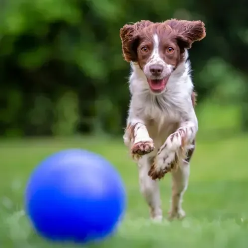 Squeaky Dog Toy Ball (4 1/2") — view 5