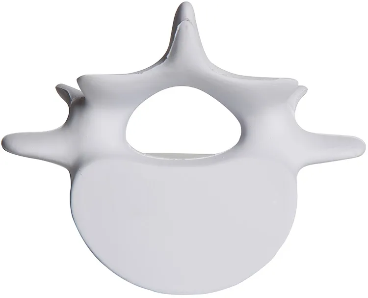 Personalized Vertebrae Stress Reliever — view 7
