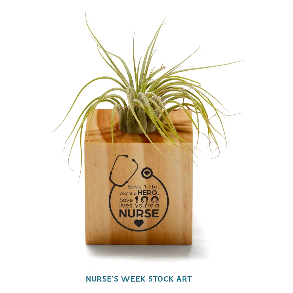 Customized Air Plant — view 3