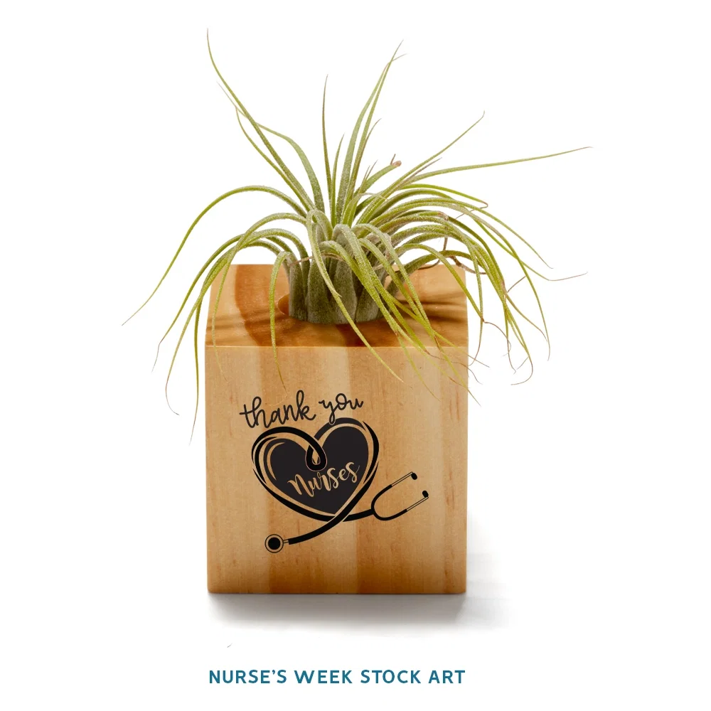 Customized Air Plant — view 4