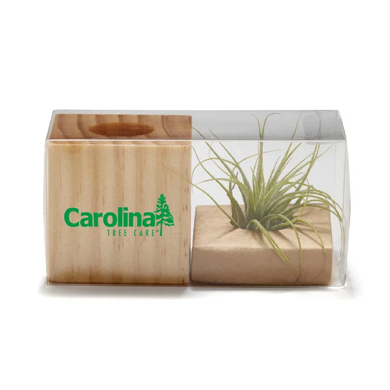 Customized Air Plant — view 5