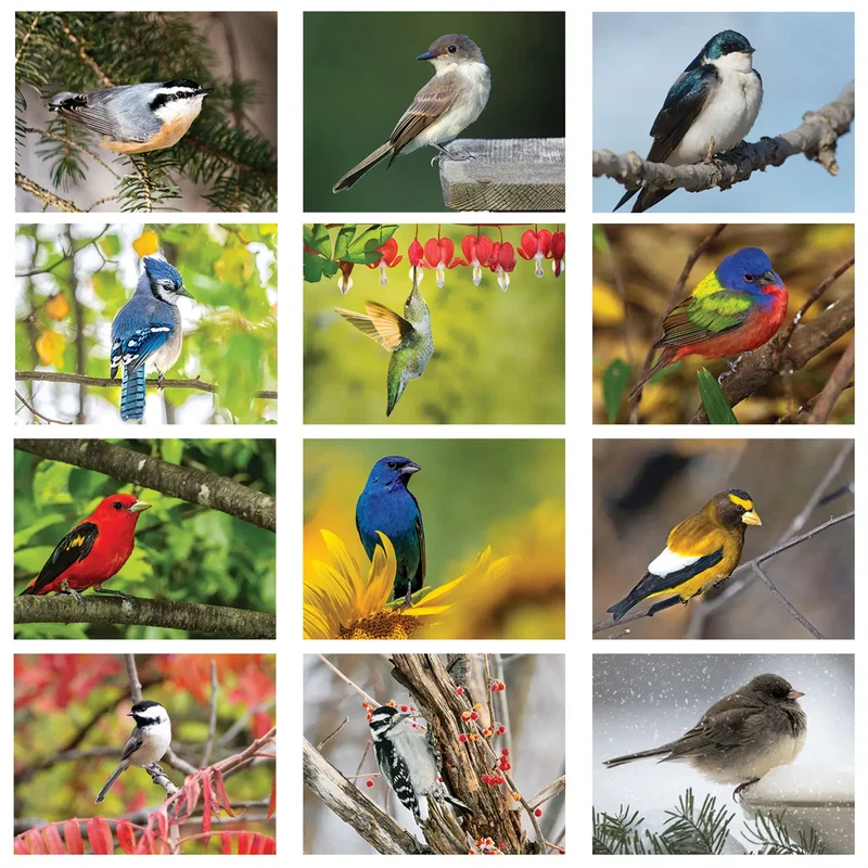 Backyard Birds Wall Calendar: 2024 Spiral Bound — view 3