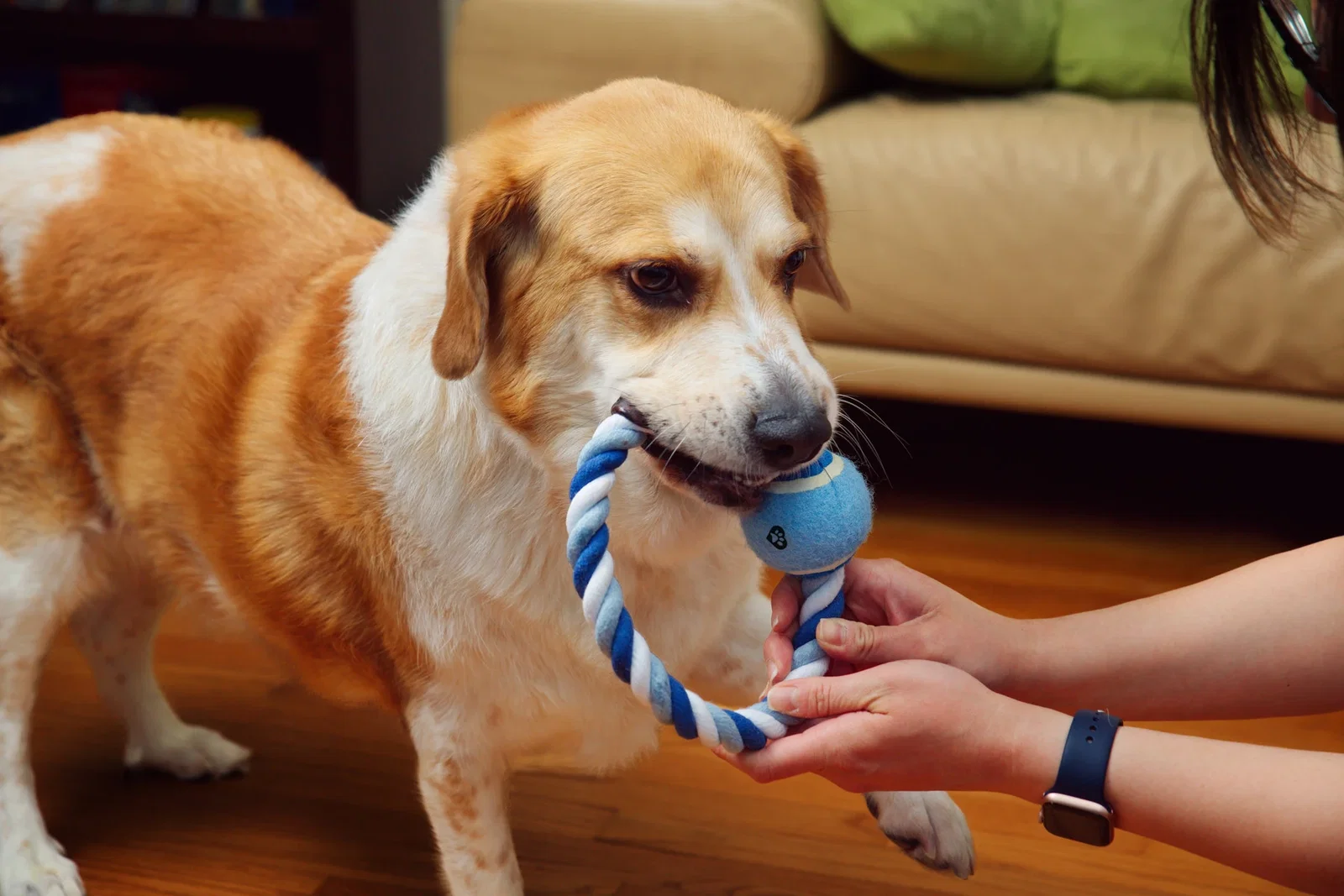 Promotional Circlet Rope Ring & Ball Pet Toy in use, a dog playing with the toy
