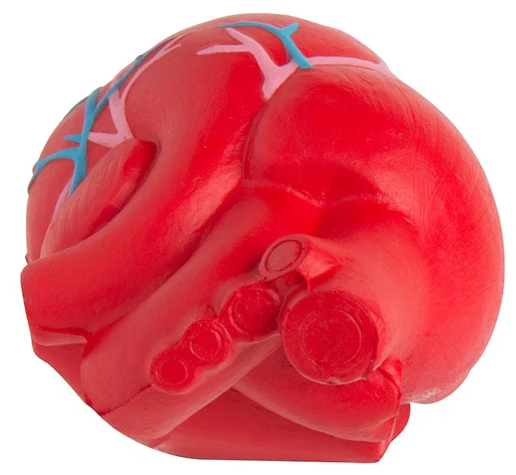 Anatomic Heart with Veins Stress Reliever — view 2