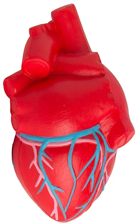 Anatomic Heart with Veins Stress Reliever — view 3