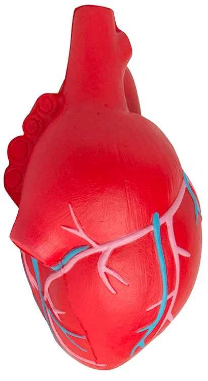 Anatomic Heart with Veins Stress Reliever — view 5
