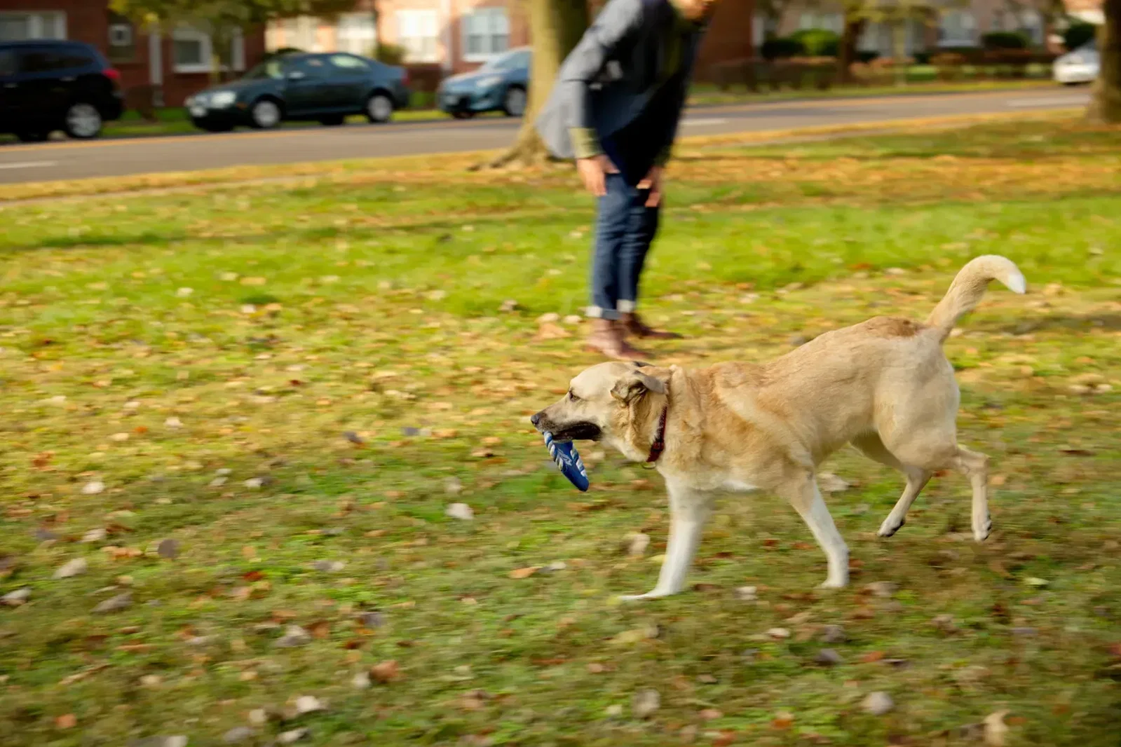 Branded Fetch-It fetch toy held by a dog for pet brand giveaways