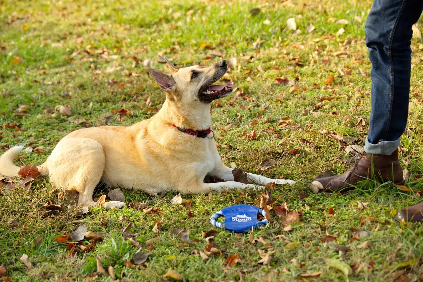 Fetch-It promotional dog toy shown in alternate color option