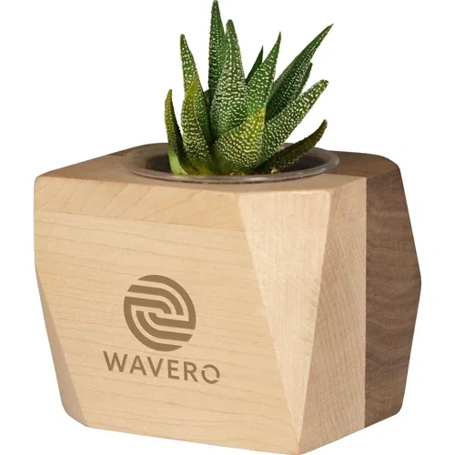 Geometric Wood Planter with Succulent, two-tone maple and walnut, front hero view