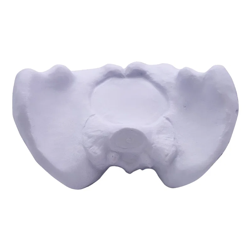 Hip Bone — view 2