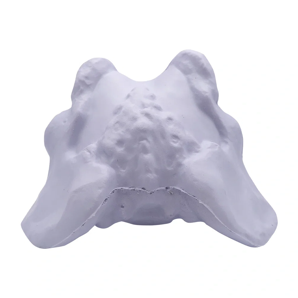 Hip Bone — view 3