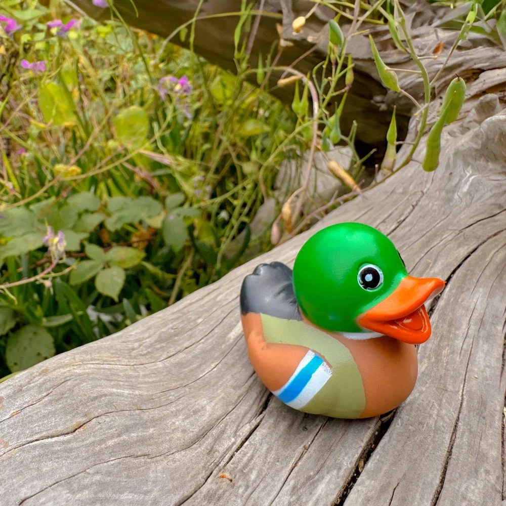 Mini Mallard Duck — view 2