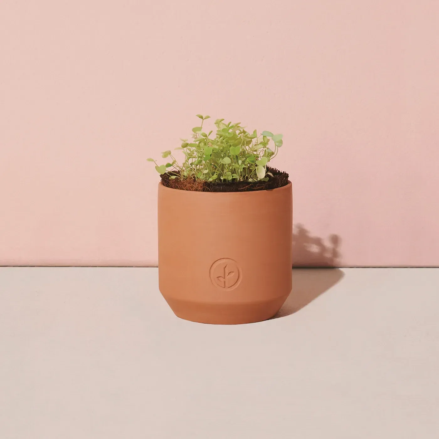 Modern Sprout® Tiny Terracotta Grow Kit Good Luck Clover — view 2