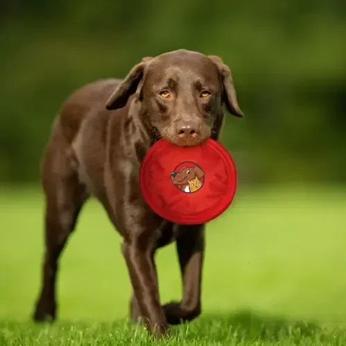Pet Fetch & Catch Flying Disc — view 3