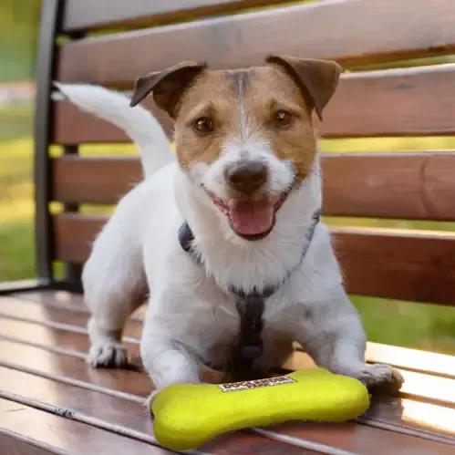 Pet Products Toy Bone Shaped Tennis Balls — view 2