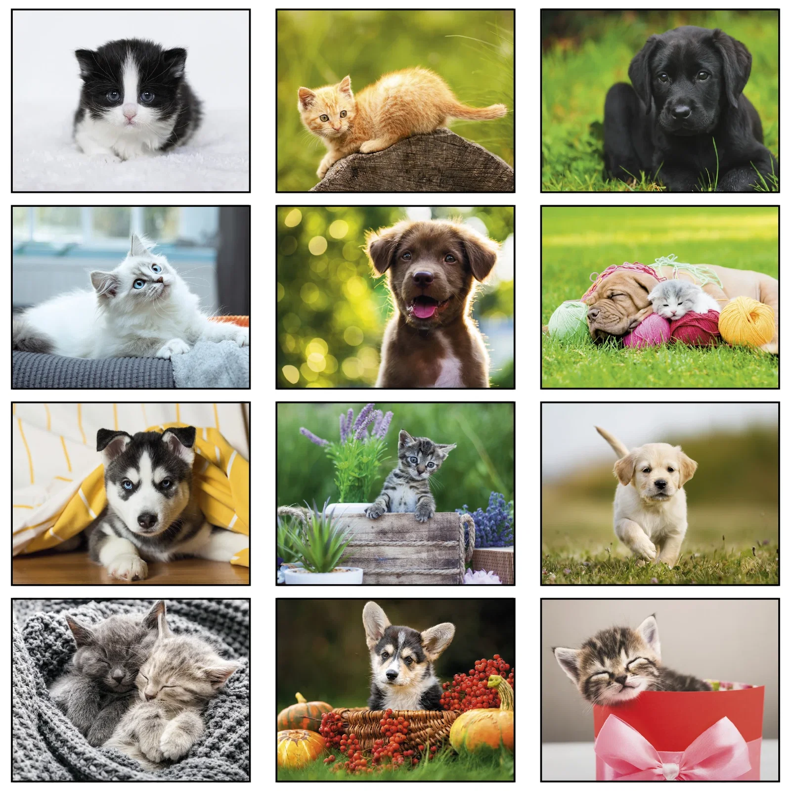 Puppies & Kittens Wall Calendar: 2025 Spiral Bound — view 3