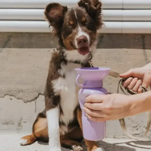 Springer Classic Travel Bottle for Pets (22 Oz) — view 9