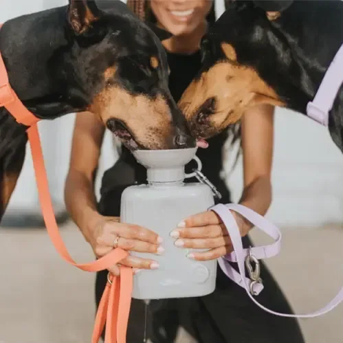 Springer Growler Travel Bottle for Pets (44 oz) held in hand