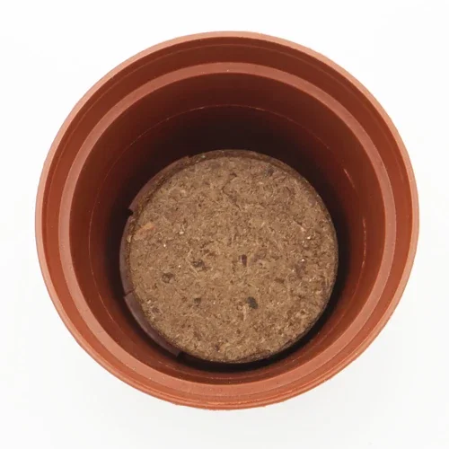 Terra cotta colored Wee planter with soil disk and seeds, promotional grow kit