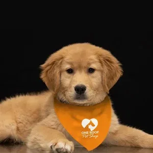 Triangle Doggie Bandana