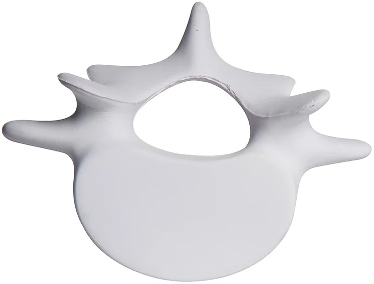 Personalized Vertebrae Stress Reliever — view 3