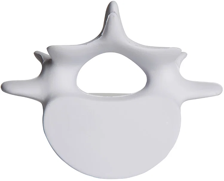 Personalized Vertebrae Stress Reliever — view 7