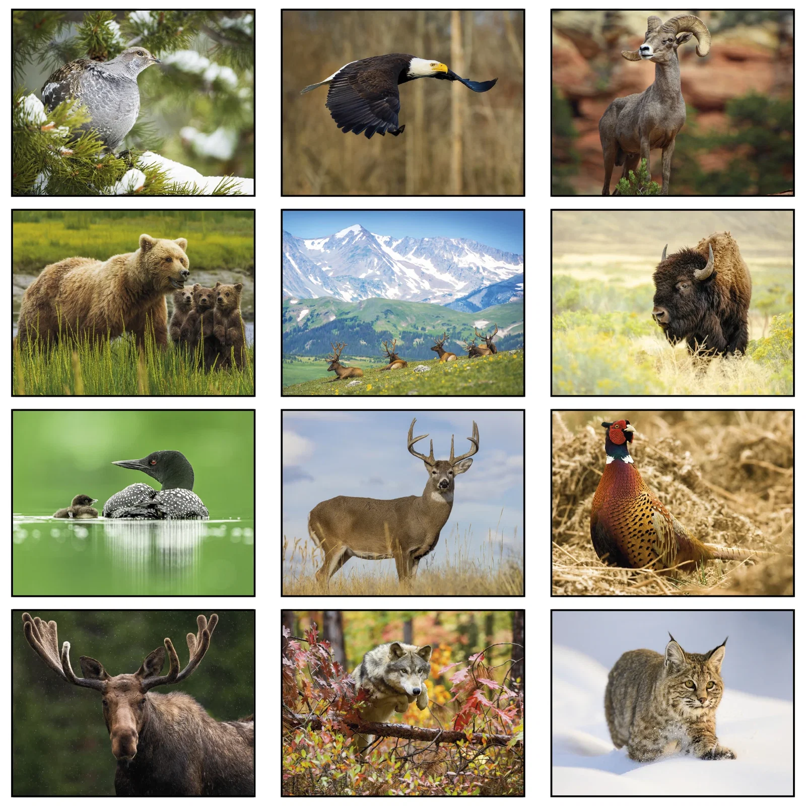 Wildlife Wall Calendar: 2025 Stapled — view 3