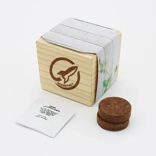 Wooden Cube Grow Kit on office desk with seedling sprouting from wood cube