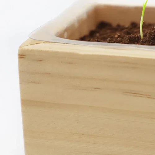 Wooden Cube Grow Kit displayed on windowsill at home with green plant growth